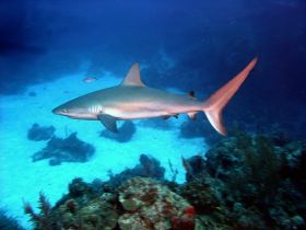 Caribean reef shark – Best Places In The World To Retire – International Living